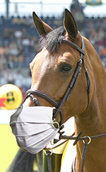 Ulrich Simons - Springpferd mit Maske