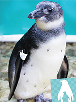 Pinguin SANCCOB