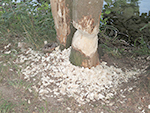Ulrich Simons - Biberbaum