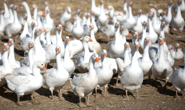 G&auml;nse