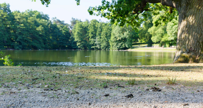 Hangeweiher Gänsescheiße