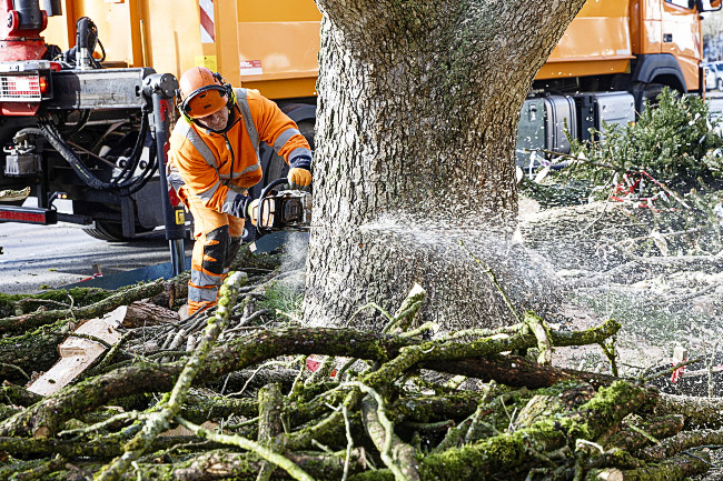 F&auml;llung Baumhasel Hohenstaufenallee