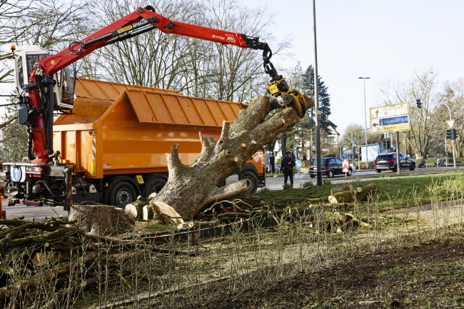 F&auml;llung Baumhasel Hohenstaufenallee