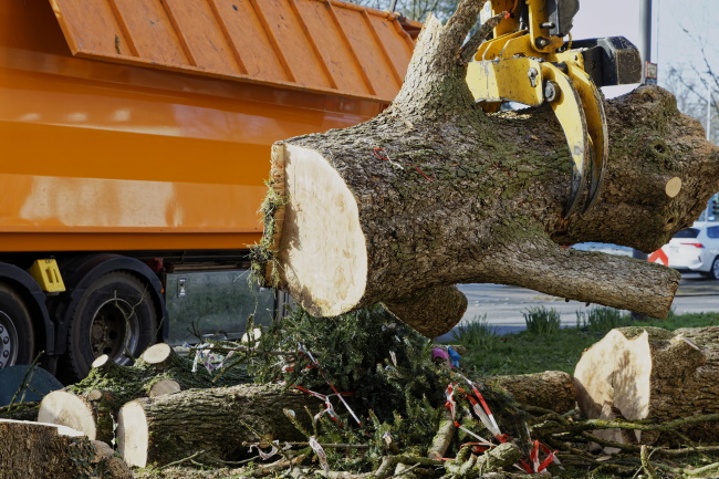 F&auml;llung Baumhasel Hohenstaufenallee