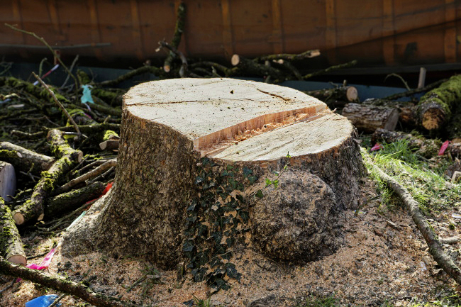 F&auml;llung Baumhasel Hohenstaufenallee