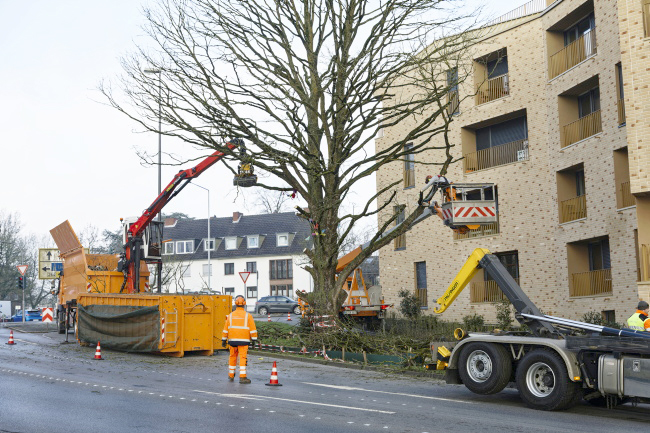 F&auml;llung Baumhasel Hohenstaufenallee