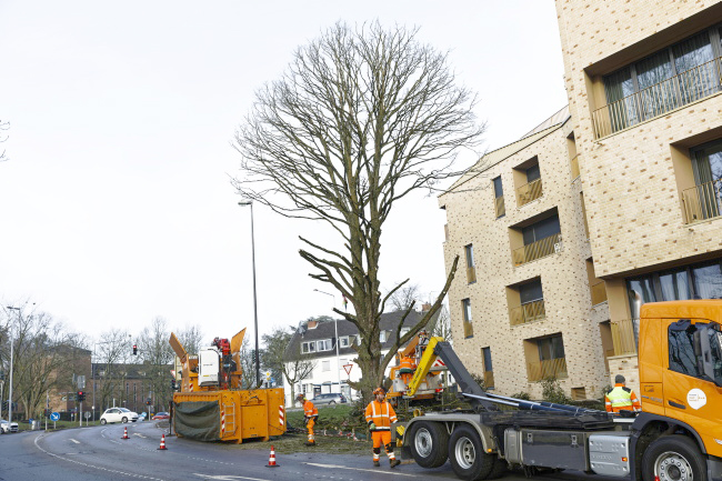 F&auml;llung Baumhasel Hohenstaufenallee