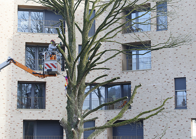 F&auml;llung Baumhasel Hohenstaufenallee