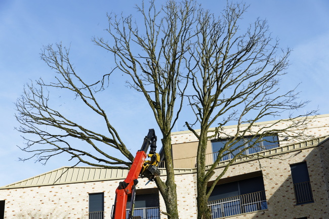 F&auml;llung Baumhasel Hohenstaufenallee