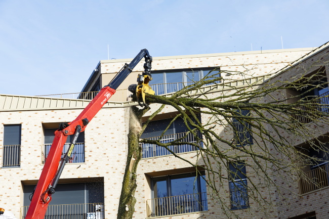 F&auml;llung Baumhasel Hohenstaufenallee